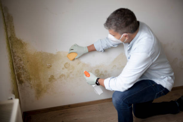 Best Mold Odor Removal Services  in Grape Creek, TX