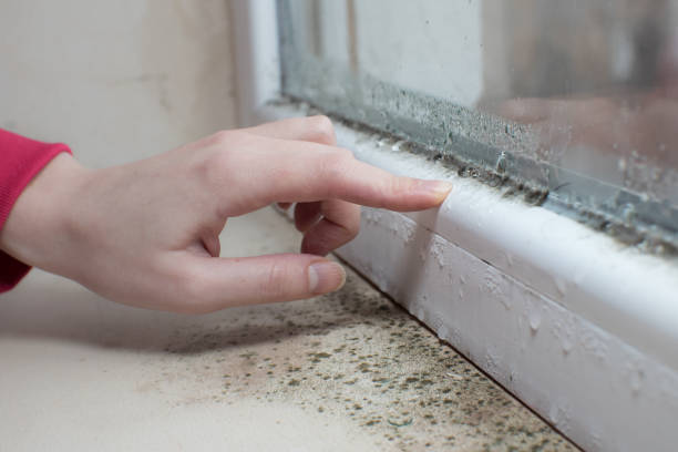 Best Forensic Mold Investigation  in Grape Creek, TX